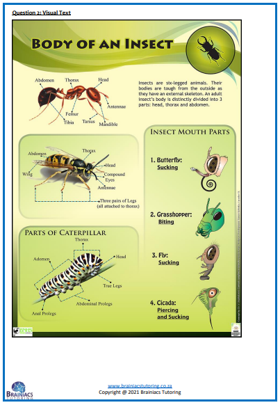 English HL Term 4 Examination - Grade 4 - Image 4